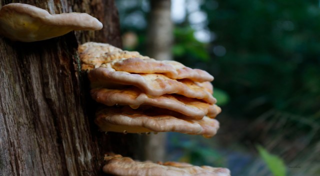 Alternativt kan man la avis være avis og heller nyte naturen... 